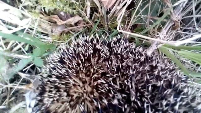 Песни ежа смотреть онлайн