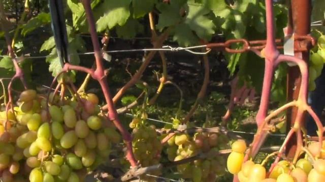 @Виноград Сенсация Вкусный виноград, хороший виноград смотреть онлайн