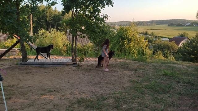 Команда "стой". Зачем она нужна и как научить собаку. смотреть онлайн
