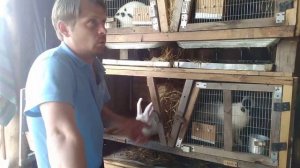 Клетка для кроликов без затрат, своими руками.