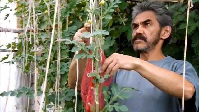 Подвязка арбуза смотреть онлайн