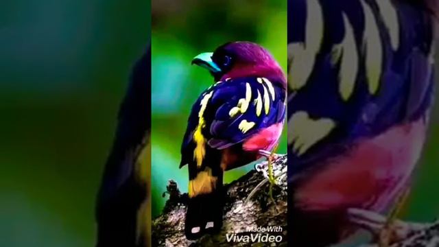 Таких красивых птиц ты в жизни ещё не видел смотреть онлайн