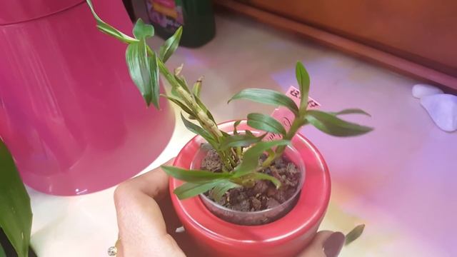 Дендробиум sulawesii x cuthbertsonii смотреть онлайн