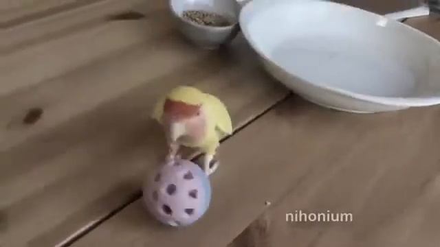 История грусного попугая смотреть онлайн