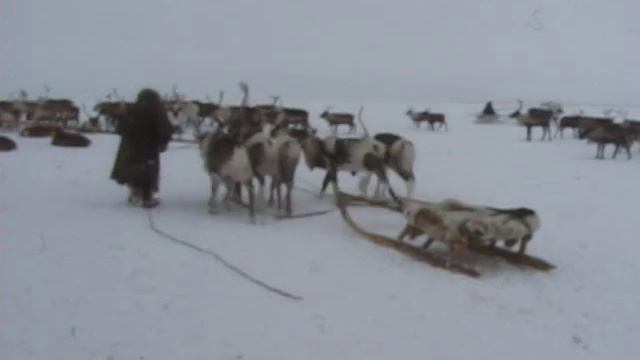 Охота на песца, Таларава смотреть онлайн