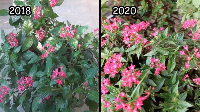 Pentas Plant CARE 101- BEST Soil Mix, Fertilizer, Light & Water Requirements смотреть онлайн