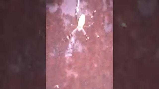 Что за вид паука ? смотреть онлайн