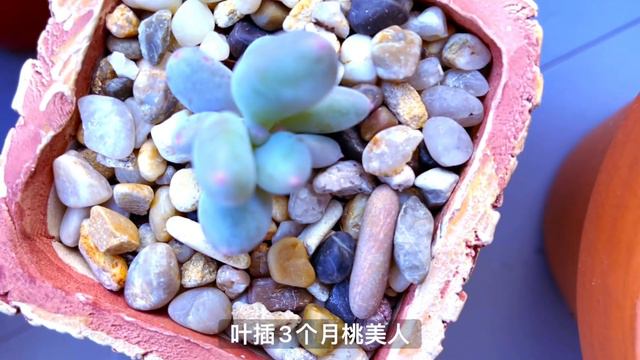#32 紫色粉色肉肉｜紫乐 华丽风车 胧月 ｜可爱拇指盆肉肉 🌵💜 Pink and Purple Succulents смотреть онлайн
