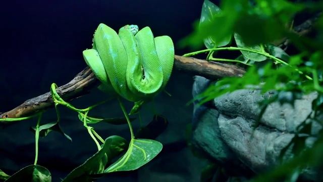 8K videos смотреть онлайн