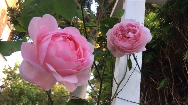 HERITAGE - David Austin rose - wonderful myrrh scent, 1st bloom смотреть онлайн
