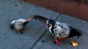 Вот почему жители городов никогда не видят птенцов голубей