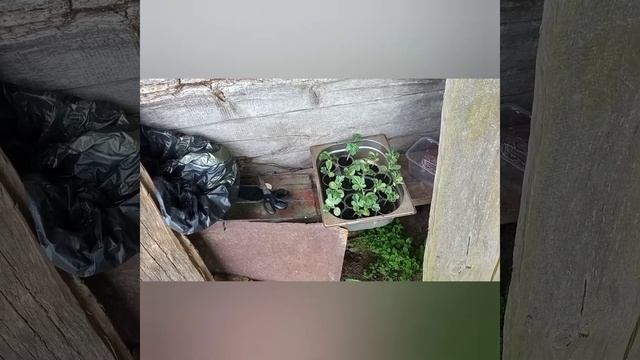 Как и кому мы продаём ягоду. Цена на ягоду 9.06.21 Высаживаем арбузы. смотреть онлайн