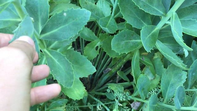 Sedum 'Herbstfreude', Fetthenne