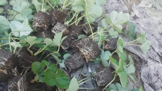 как должна выглядеть касетаная рассада, заканчиваем сезон посадки смотреть онлайн