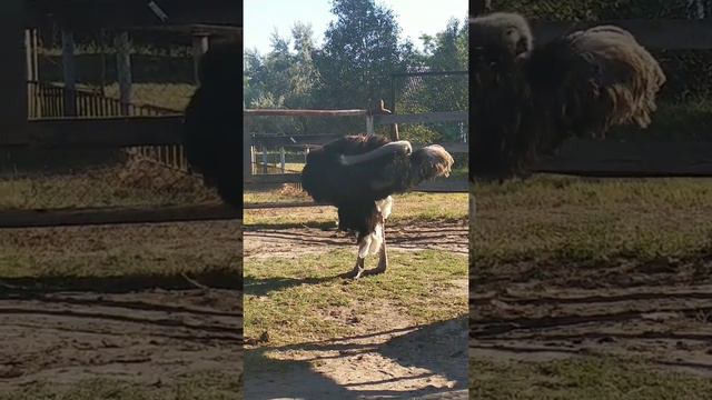 Африканские страусы. Лазурное. База отдыха Корабел. Август 2020 года смотреть онлайн