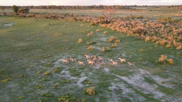 Top 10 Fastest Land Animals in The World смотреть онлайн