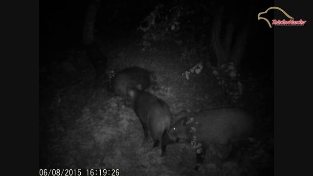 "Видео ловушка"КАБАНЫ! смотреть онлайн