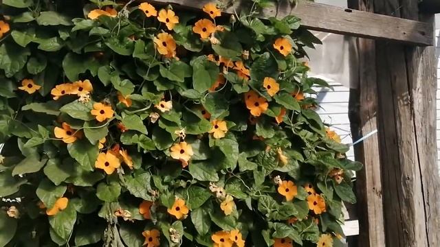Тунбергия - одна из самых долгоцветущих лиан. СОВЕТУЮ!!!