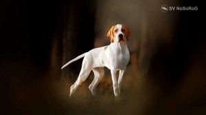 Топ 10 ПОПУЛЯРНЫХ ПОРОД ОХОТНИЧЬИХ СОБАК