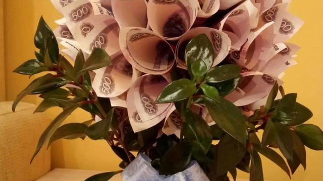 Куда поставить денежное дерево чтобы оно приносило удачу и богатство ?♂️??