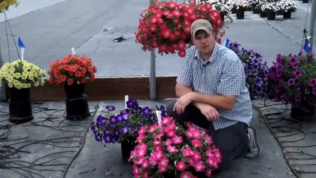 Meet The Flash Mob Petunia Series