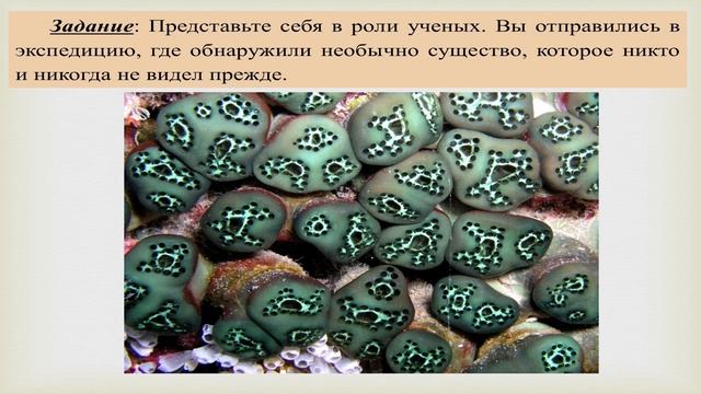Разбор урока по биологии в 5 классе "Биология - комплексная наука" смотреть онлайн