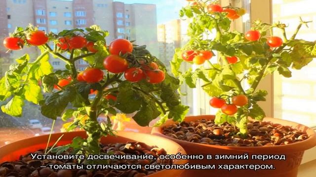Как вырастить помидоры в квартире зимой — свежие овощи круглый год