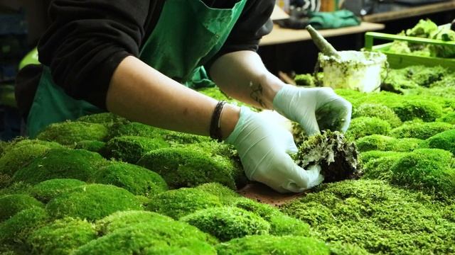 Botanical moss wall art | Behind the scenes | Verti-Grow смотреть онлайн