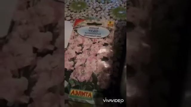 Сажаю лобелию и левкой. смотреть онлайн