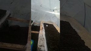 Посев огурца Мамлюк 15-01-2019