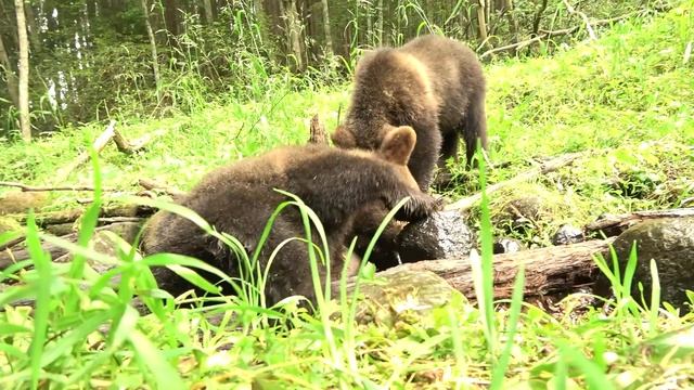 МЕДВЕЖЬИ ВОДНО-БОЛОТНЫЕ УГОДЬЯ смотреть онлайн