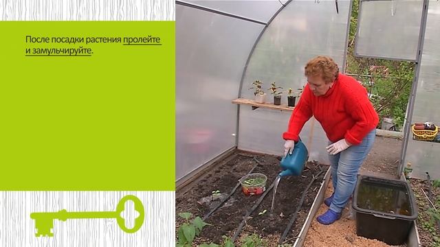 ПОСАДИТЕ ОГУРЦЫ В ТЕПЛИЦУ ТАК, БЕЗ УРОЖАЯ НЕ ОСТАНЕТЕСЬ смотреть онлайн