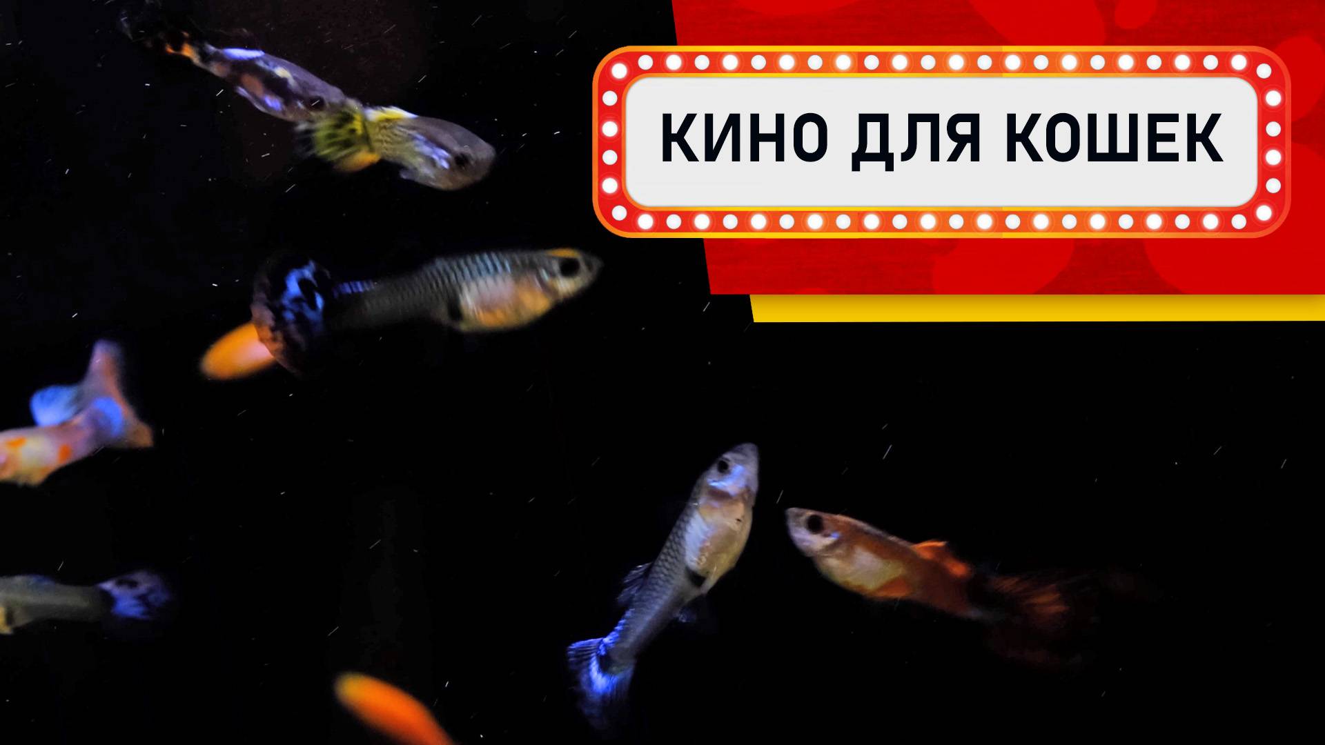 Видео для кошек - Рыбки в темноте ( Развлеки своего кота) смотреть онлайн