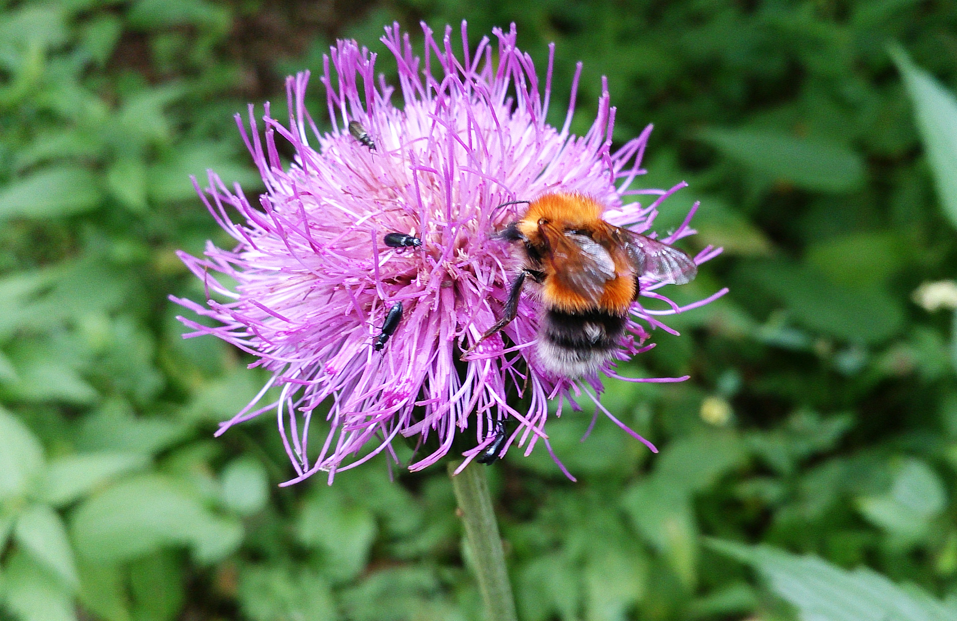 РУБЛЁВСКИЙ ЛЕС В МАЕ.