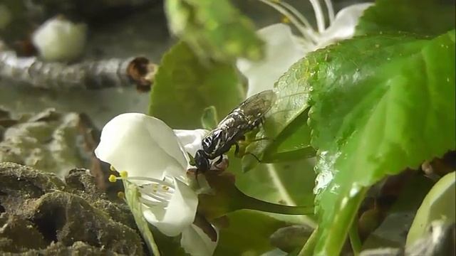 ИНСЕКТАРИЙ: 168. Костянкоплодный Пилильщик -Ткач (Neurotoma nemoralis) смотреть онлайн