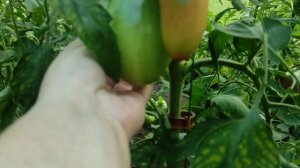 Сорт томата Корейский длинноплодный. 🍅👍(Съёмка в теплице 19.08.23.)