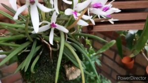 Маленькие Орхидеи на блоке - Leptotes bicolor, уход и содержание в домашних условиях