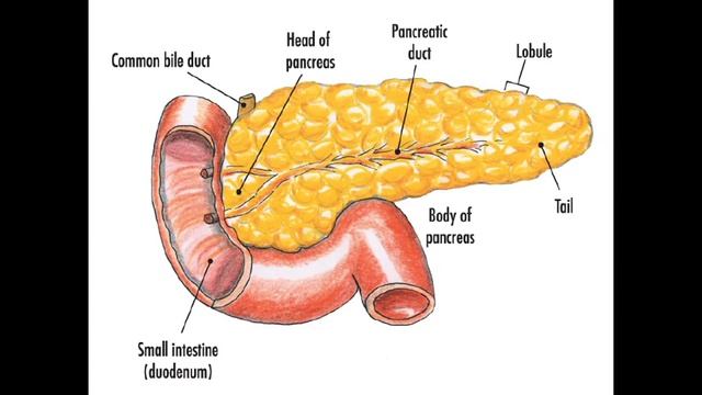 GIT last part (surgical notes for GP.) смотреть онлайн