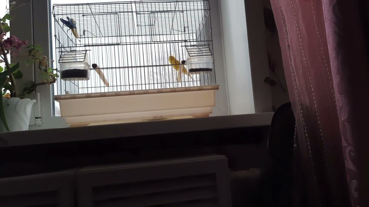 Песня кенара 12 ноября 2022 год. смотреть онлайн