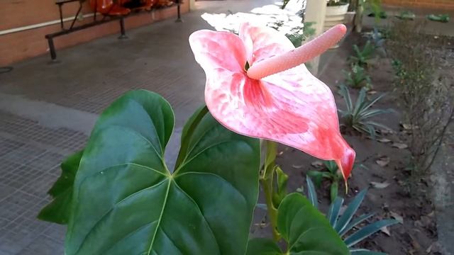 Comigo-Ninguém-Pode - Dieffenbachia amoena смотреть онлайн