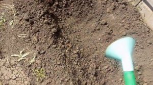 Посадка подсолнуха!!!