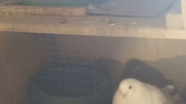 Ижевские голуби 2022 г. 89206248842 смотреть онлайн