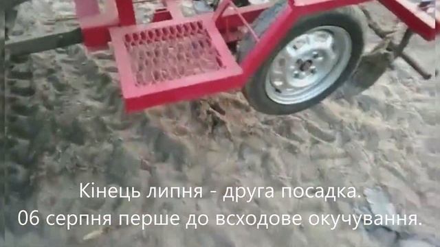 Окучиваем картошку - Самодельная картофеле сажалка. (часть 3). смотреть онлайн