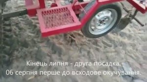 Окучиваем картошку - Самодельная картофеле сажалка. (часть 3).