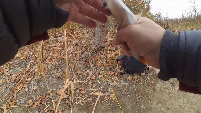 Микроджиг осенью на Crazy Fish Ebisu II Gold 662SUL Light Game 0.6-5