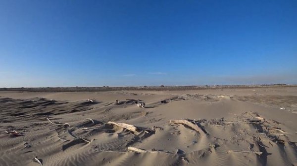 DogVlog | Happy Weekend | Первый раз на море | Вилли | Шитцу