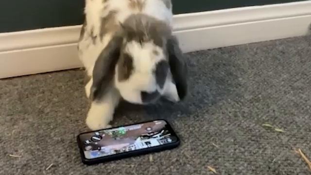Teaching my bunny to play mobile games смотреть онлайн