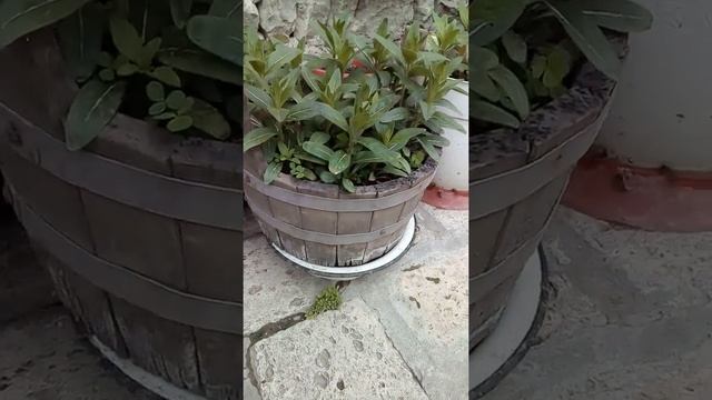 Комнатные цветы в кадке. смотреть онлайн