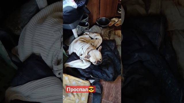 Утро французского бульдога 😆 смотреть онлайн