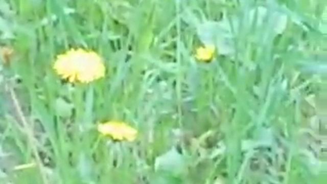 Птица Колибри в СКО г.Петропавловске. смотреть онлайн